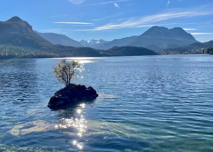White Rose In Kulmhof